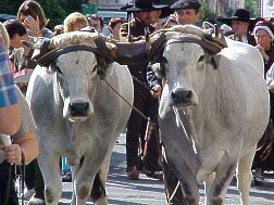 Oxen at the Fete de Vendanges